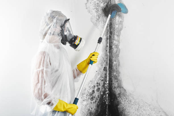Best Asbestos and Lead Testing During Mold Inspection  in Bevil Oaks, TX